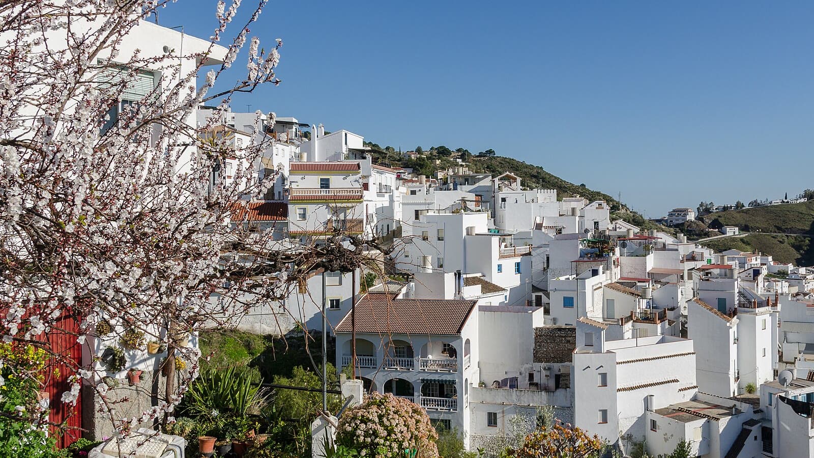 Casas blancas de Cómpeta escalonadas en la ladera, con la torre de la iglesia al fondo a la derecha, un almendro en flor en primer plano y montes verdes bajo un cielo azul.