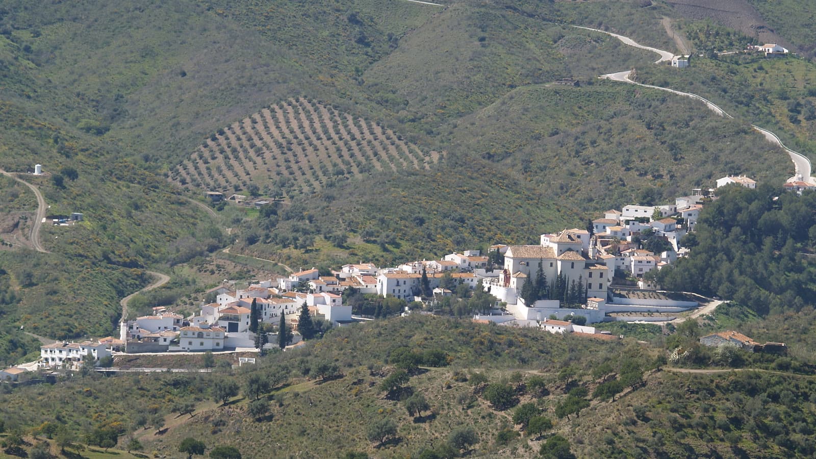 Vista general de Macharaviaya, con sus casas blancas y la iglesia de San Jacinto en una ladera verde, entre olivares y una carretera que sube por el monte.