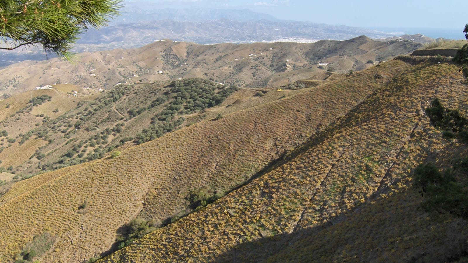 Laderas cubiertas de viñas en hileras y olivos en los montes de Almáchar, con la costa de la Axarquía al fondo