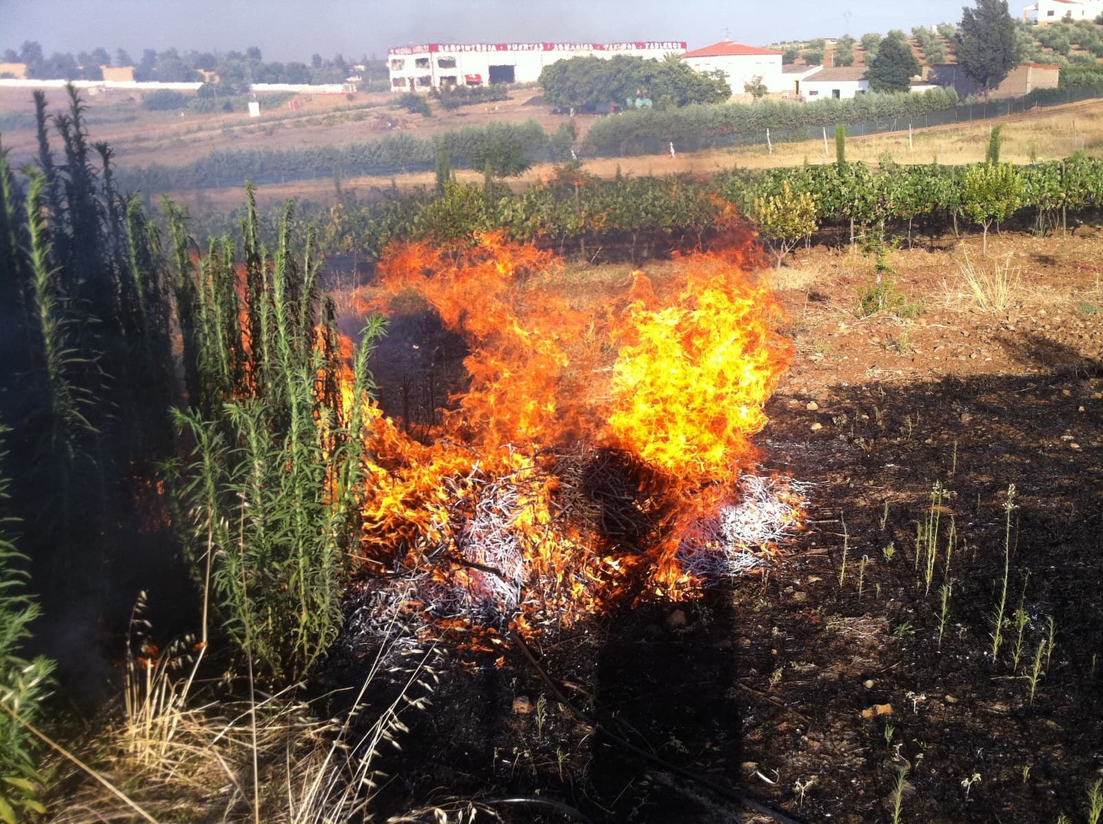 Hoguera de restos vegetales ardiendo en el borde de una finca agrícola, junto a unas hileras de viña, con naves y casas al fondo.