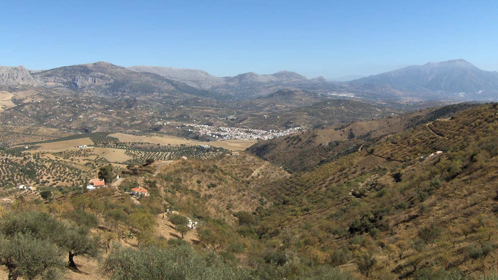 Panorámica de un valle con lomas de olivos en primer plano; al fondo, el caserío blanco de Riogordo y, detrás, una cadena de montañas con la Maroma a la derecha.