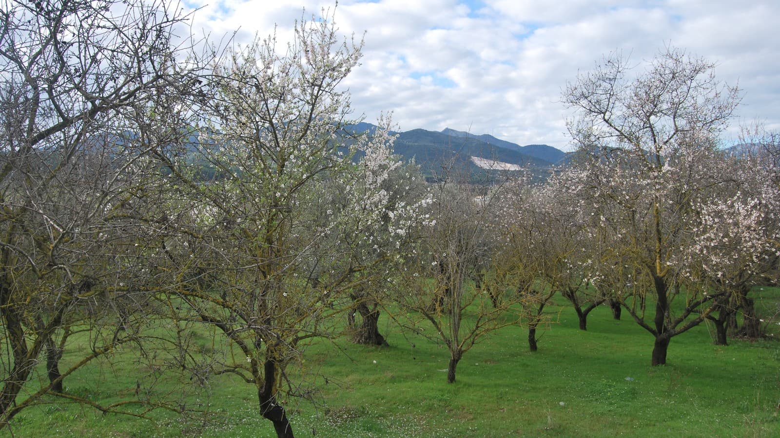 Almendral en flor con los árboles cubiertos de flores blancas y rosadas sobre la hierba verde, y montañas al fondo bajo un cielo nublado.