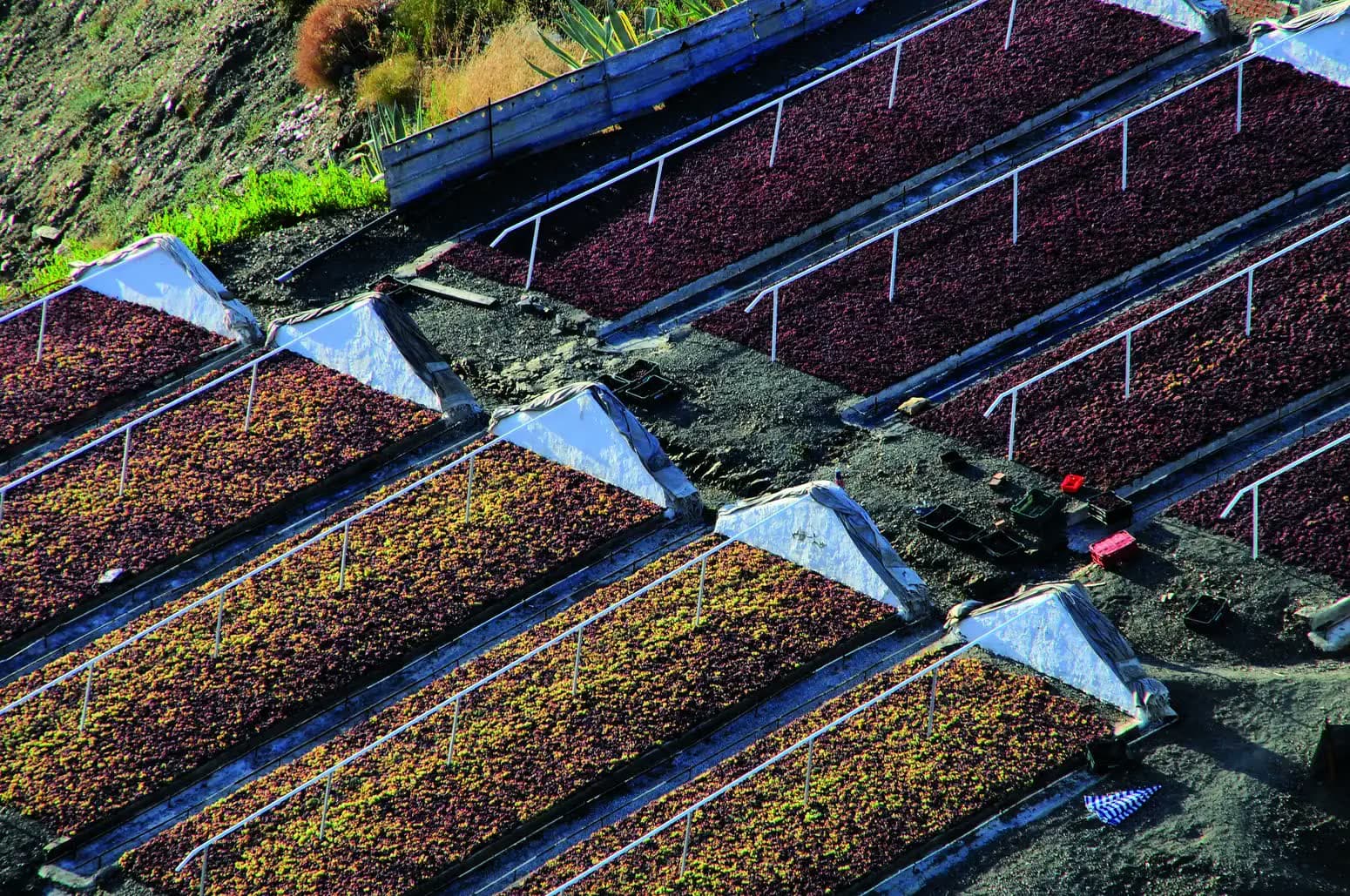 Vista desde arriba de varios paseros en ladera, largas eras rectangulares cubiertas de uva moscatel secándose al sol, en tonos que van del verde dorado al granate, con los toldos blancos recogidos en la cabecera de cada era
