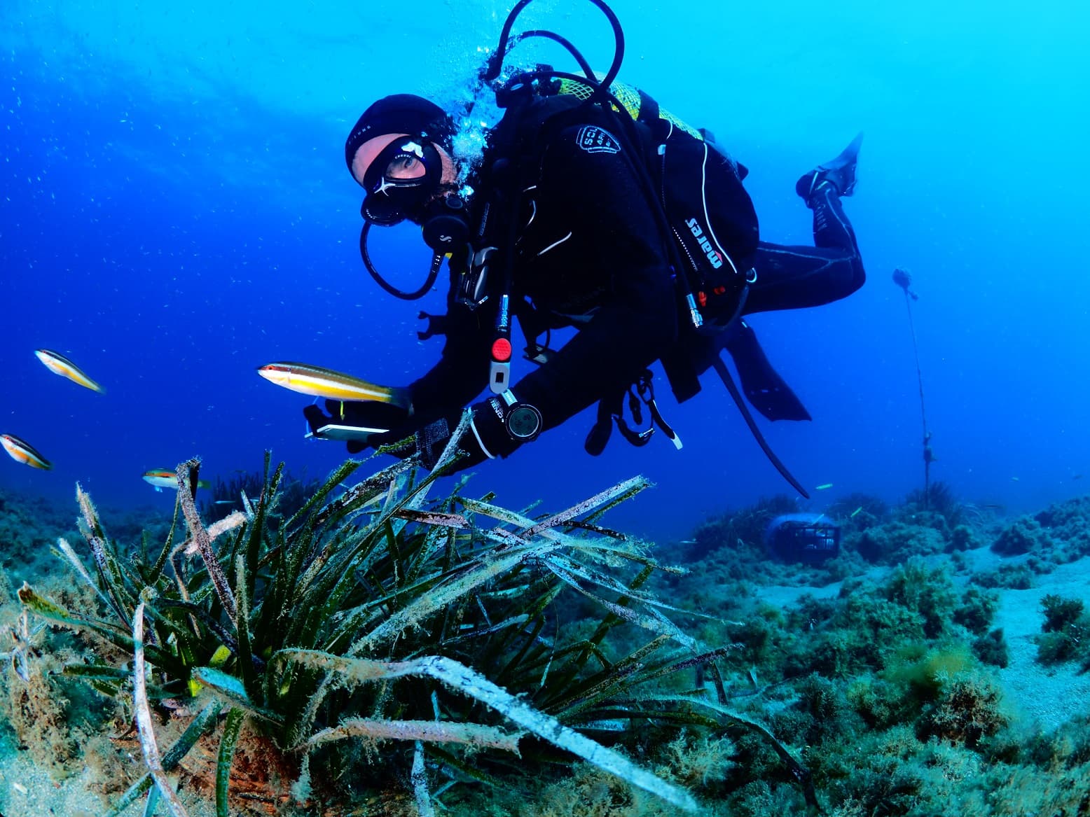 Un buceador de la asociación Hombre y Territorio nada sobre una pradera de posidonia en el fondo marino de Nerja, con peces alrededor y el agua azul de fondo.
