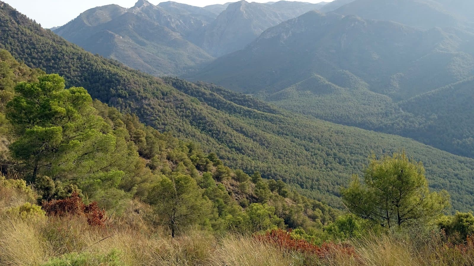 Ladera cubierta de pinar en el monte al norte del núcleo urbano de Nerja, con la sierra al fondo.