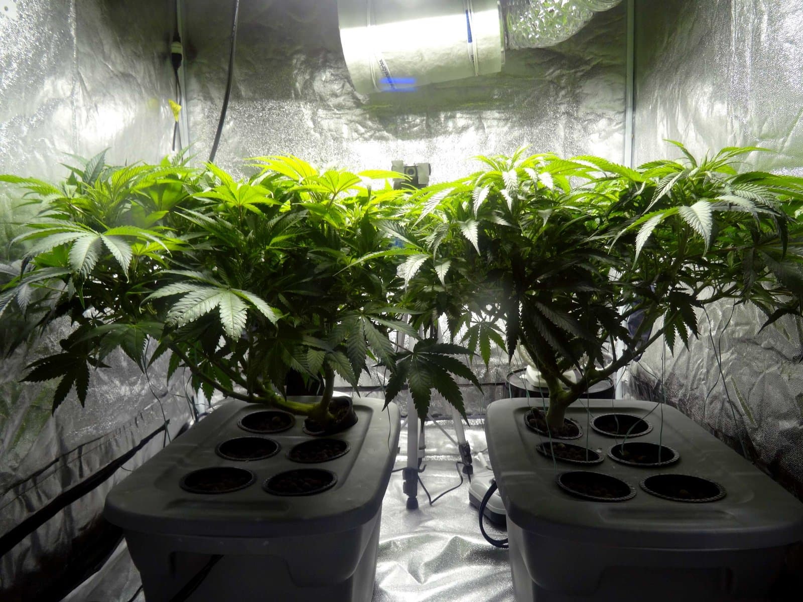 Plantas de marihuana en un cultivo interior con paredes reflectantes, iluminación artificial y un tubo de ventilación.